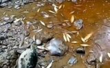 مرگ تلخ آبزیان در سوادکوه شمالی در اثر هدایت پساب کارخانجات به رودخانه/ ابراهیمی:طرح شکایت از واحدهای متخلف انجام شده است