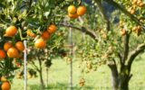 صادرات مرکبات مازندران با ۵۶۰ تن نارنگی پیش‌رس شروع شد