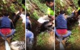 شکارچیان تشی در مازندران بازداشت شدند