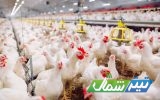 ذخیره‌سازی ۴ هزار تن مرغ برای ایام نوروز و ماه رمضان/روزانه ۱۵۰۰ تن مرغ در مازندران تولید داریم