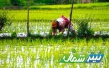 انعقاد ۶ هزار و ۱۰۰ هکتار قرارداد کشت برنج در مازندران/بازار برنج زیر ذره‌بین قرار دارد