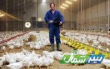 ناز مرغ‌ها دیگر خریدار ندارد!/پای لنگ صادرات تا مصوباتی که اجرا نمی‌شود