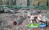 دستگیری ۱۵ نفر از عوامل مرتبط با قطع غیرمجاز درختان جنگلی در ساری