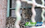 ورود دادستان مرکز مازندران به مشکلات باغ وحش ساری