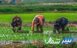 دولت بسته حمایتی برای برنج‌کاران شمال کشور تدوین کند