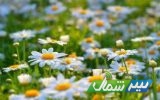 دومین جشنواره گل‌های بابونه مازندران برگزار می‌شود