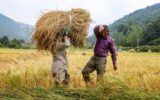 شهیدی‌فر: برداشت 95 درصد از اراضی شالیزاری مازندران/برنج‌کاران و شالیکوبی‌داران از عرضه برنج به بازار خودداری نکنند