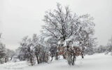 اولین برف پاییزی ارتفاعات مازندران را سفیدپوش کرد