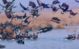 احتمال بالا بودن آلودگی پرندگان مهاجر به ویروس آنفلوانزای فوق‌حاد