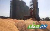 ماجرای توقیف 350 تن گندم‌های بذری آلوده در مازندران