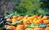 باغداران مازندران در انتظار مطالبات میوه شب عید