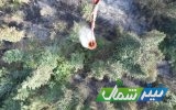 اطفای حریق در جنگل‌های هفت‌خال کیاسر با دو فروند بالگرد