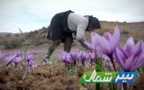 کلیپ | برداشت زعفران در دورترین نقطه هزارجیب شرق مازندران