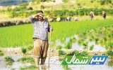 شالیکاری شرق مازندران تحت تاثیر کاهش ۳۶ درصدی بارندگی سال زراعی جاری