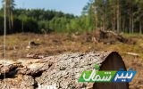 لزوم احیای ۶۰۰ هزار هکتار جنگل مخروبه در شمال/طرح‌های احیای عرصه‌های جنگلی موفقیت آمیز نبود
