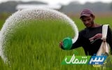 یارانه کود برنج به تصویب رسید