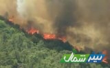 225 هکتار از اراضی جنگلی در آتش سوخت/عامل انسانی علت اصلی اغلب آتش‌سوزی‌ها