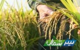 ظهور نخستین خوشه برنج در محمودآباد