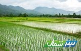 کشت برنج در ۲۰۸ هزار و ۶۷۸ هکتار از شالیزار‌های مازندران