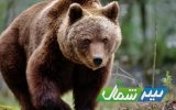 تلف شدن خرس قهوه‌ای براثر شلیک گلوله در سوادکوه