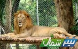 سارقان یک قلاده شیر باغ وحش ساری دستگیر شدند