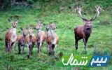 ممنوعیت ورود تور‌های طبیعت‌گردی به زیستگاه‌های مرال در مازندران