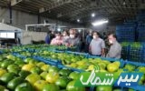 پیش‌بینی برداشت ۴۳۰ هزار تن نارنگی در مازندران