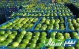 صادرات ۱۲۰۰ تُن نارنگی پیش‌رس از میاندورود
