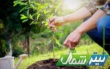 آغاز طرح مردمی کاشت یک میلیارد درخت در مازندران