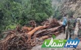 جمع‌آوری تمام چوب آلات پشت سد خرماچال عباس‌آباد/عواید فروش درختان شکسته افتاده به حساب خزانه می‌رود