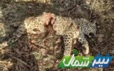 اعلام جزییات تلف شدن پلنگ در ساری/ پای شکارچیان غیرمجاز در میان است