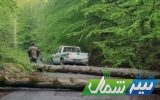 ماجرای قطع ۷۰ اصله درخت در بهشهر و گلوگاه