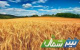 خرید تضمینی ۵۳ هزار تن گندم در مازندران