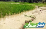 خسارت‌ کشاورزان سوادکوه در دست بررسی است