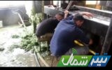 تلاش موفقیت‌آمیز و جهادی کارکنان نیروگاه نکا برای پاکسازی جلبک‌ها