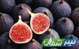 برپایی جشنواره انجیر گلوگاه در ۵۲ غرفه از امروز تا سی و یکم مردادماه