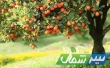 صادرات مرکبات مازندران به ۱۱ کشور جهان