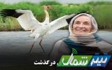 پیکر «الن ووسالو» مادر درنای سیبری در مازندران تشییع شد