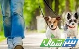 سگ‌گردانی در مازندران ممنوع شد