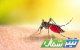 صید پشه ناقل بیماری تب دنگی در مازندران