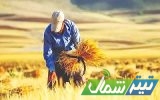 پرداخت ۴۶۲ میلیارد تومان از مطالبات گندمکاران مازندران