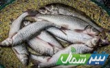تمدید صید ماهیان استخوانی در دریای خزر تا ۲۰ فروردین
