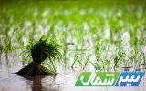 مدیریت آب کشاورزی در گرو مشارکت بهره‌برداران