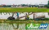 رنج سبز!