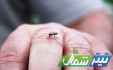 صید پشه «آئدس» در بابل/ گزارشی از ابتلای نداشتیم صید پشه «آئدس» در بابل/ گزارشی از ابتلای نداشتیم