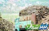 توقیف ۲ همت چوب احتکارشده در سوادکوه