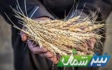 خرید تضمینی گندم از دهه دوم خرداد آغاز میشود/پرداخت کامل مطالبات سال گذشته خرید تضمینی گندم از دهه دوم خرداد آغاز میشود/پرداخت کامل مطالبات سال گذشته