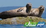 فوک خزری در محاصره سه‌گانه مرگ!