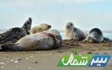 فوک خزری؛ افسانهای که به پایان نزدیک میشود فوک خزری؛ افسانهای که به پایان نزدیک میشود