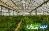 «رفیع‌آباد»؛ جایی که پشت هر گل‌ روایتی است
